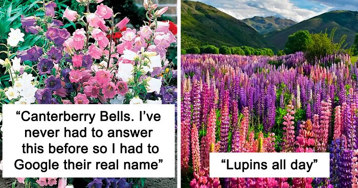 Person Points Out That Men Like Flowers Too, So This Twitter User Gets Curious And Asks What Their Favorites Are, Gets These 35 Colorful Answers