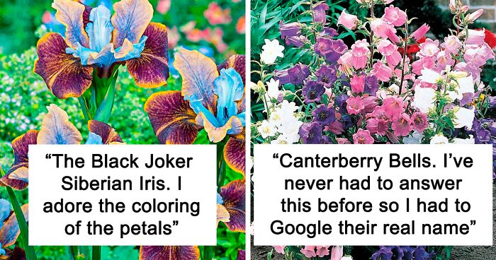 Twitter User Realizes Men Don’t Get Asked About Their Favorite Flowers, So She Does And Receives These 35 Answers