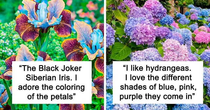 Twitter User Asks, “Men Only, What's Your Favorite Flower?” And 35 Men Deliver