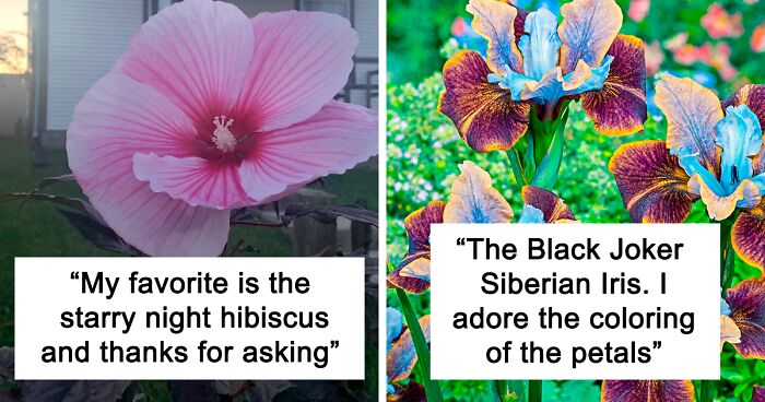 Person Wonders Why Nobody Asks Men What Their Favorite Flowers Are, So This Twitter User Did And Got 35 Colorful Answers