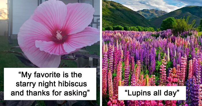 It’s Not Common To Ask Men What Their Favorite Flowers Are, But This Twitter User Did And Got These 35 Amazing Answers