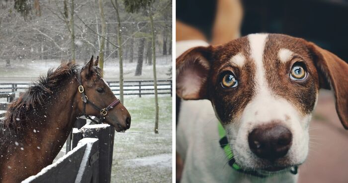 I Started Taking Photos Of Rescued Animals To Show That They Deserve A Second Chance (21 Pics)