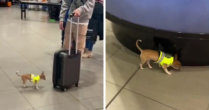 Video Captures The Tiniest Police Pup Doing Rounds Around An Airport, Amasses 9M Views