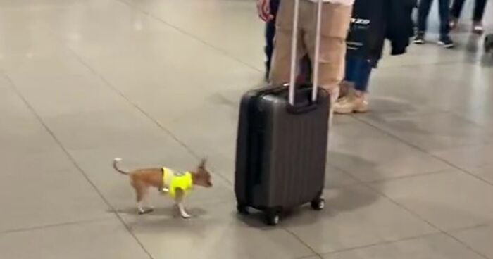 Video Captures The Tiniest Police Pup Doing Rounds Around An Airport, Amasses 9M Views