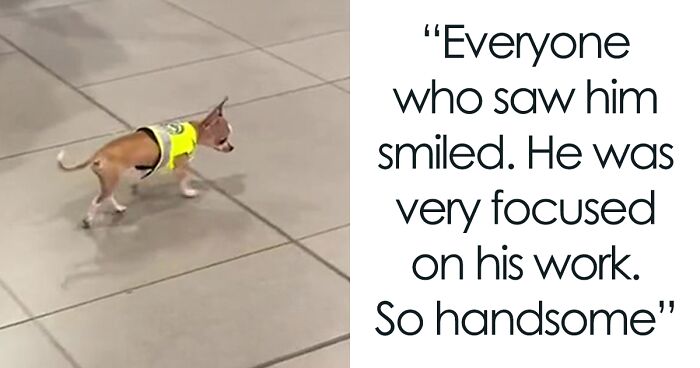 This Airport In Colombia Hired A Chihuahua As Their Sniffer Dog And People Online Are Loving It