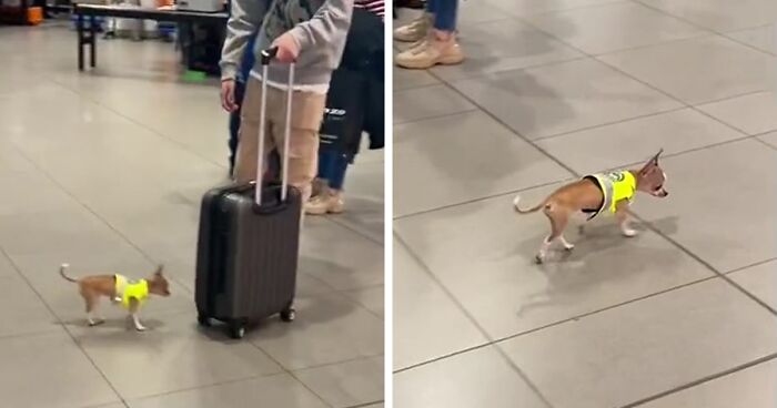 Video Captures The Tiniest Police Pup Doing Rounds Around An Airport, Amasses 9M Views