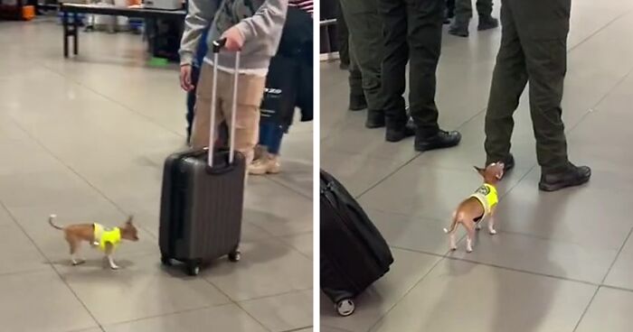 Video Captures The Tiniest Police Pup Doing Rounds Around An Airport, Amasses 9M Views