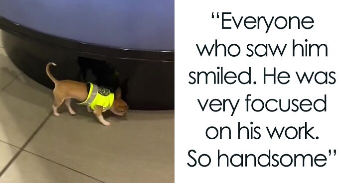 Video Captures The Tiniest Police Pup Doing Rounds Around An Airport, Amasses 9M Views