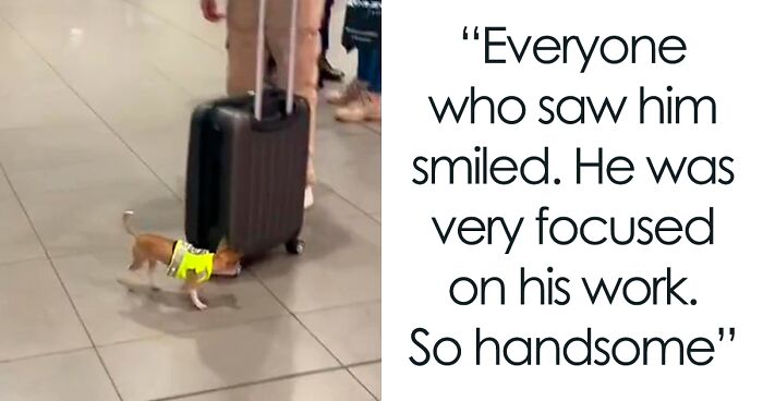 Video Captures The Tiniest Police Pup Doing Rounds Around An Airport, Amasses 9M Views