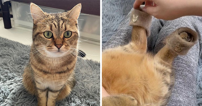 This Cat In Slippers Made From Its Own Fur Is Going Viral