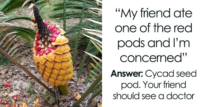 81 Times People Had No Clue What Plant They Were Looking At, But The Internet Knew What It Was Right Away