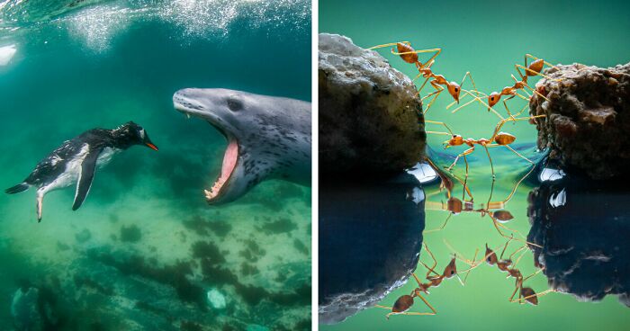 39 Winning Images From The 2021 World Nature Photography Awards That Illustrate The Diversity Of Our Planet