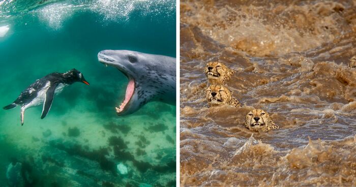 Photo Of A Hungry Seal Wins The 2021 World Nature Photography Award (Plus 38 Pics Of All Winners)