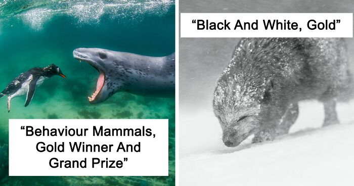 The Winners Of The 2021 World Nature Photography Awards Are Here, And The Pics Are Stunning (30 Pics)