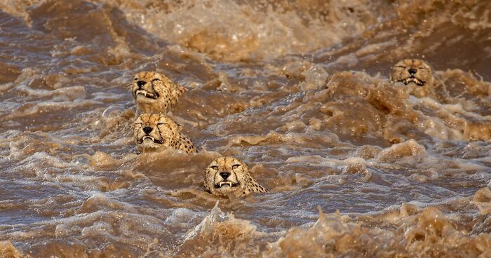 The Winners Of The 2021 World Nature Photography Awards Are Here, And The Pics Are Stunning (30 Pics)