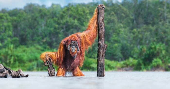 39 Stunning Winners Of The 2021 World Nature Photography Awards