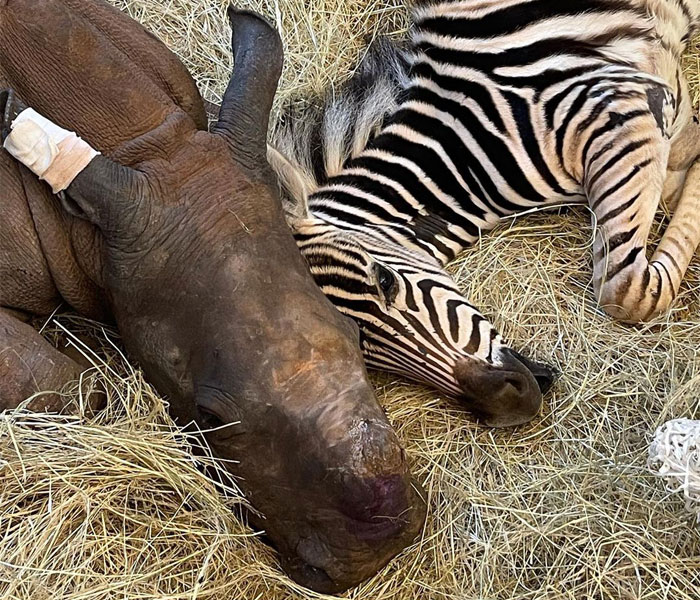 Zebra Animal Porn - Orphan Rhino Sanctuary Finds An Abandoned Zebra And Takes It Under Their  Care, Gifting A Best Friend To One Of The Rhinos There | Bored Panda