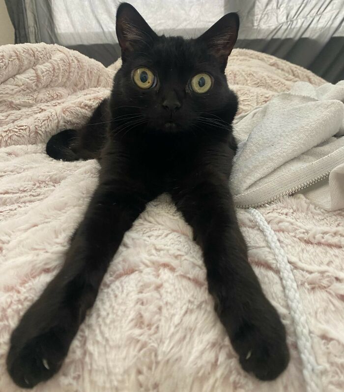 Black Cat With Huge Eyes And Paws Named Mayor Of Town Called Hell ...