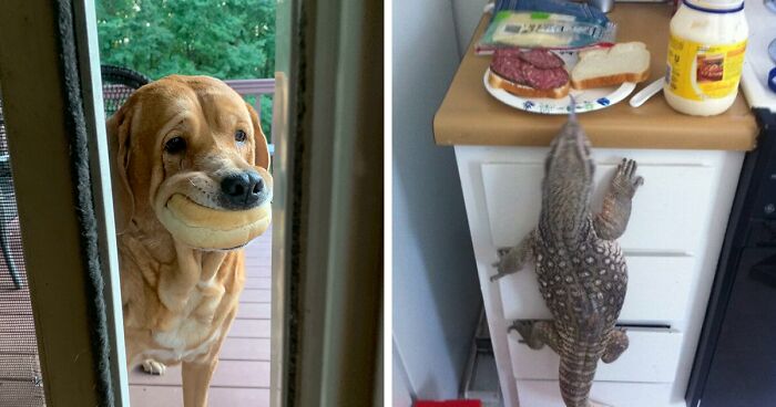 120 Times People Spotted Pets Stealing Food, Caught Them In The Act, And Shared Pictures Online (New Pics)