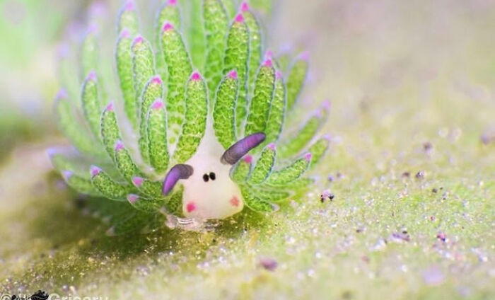 Sea Sheep Are One Of The Few Animals That Use Algae To Photosynthesize