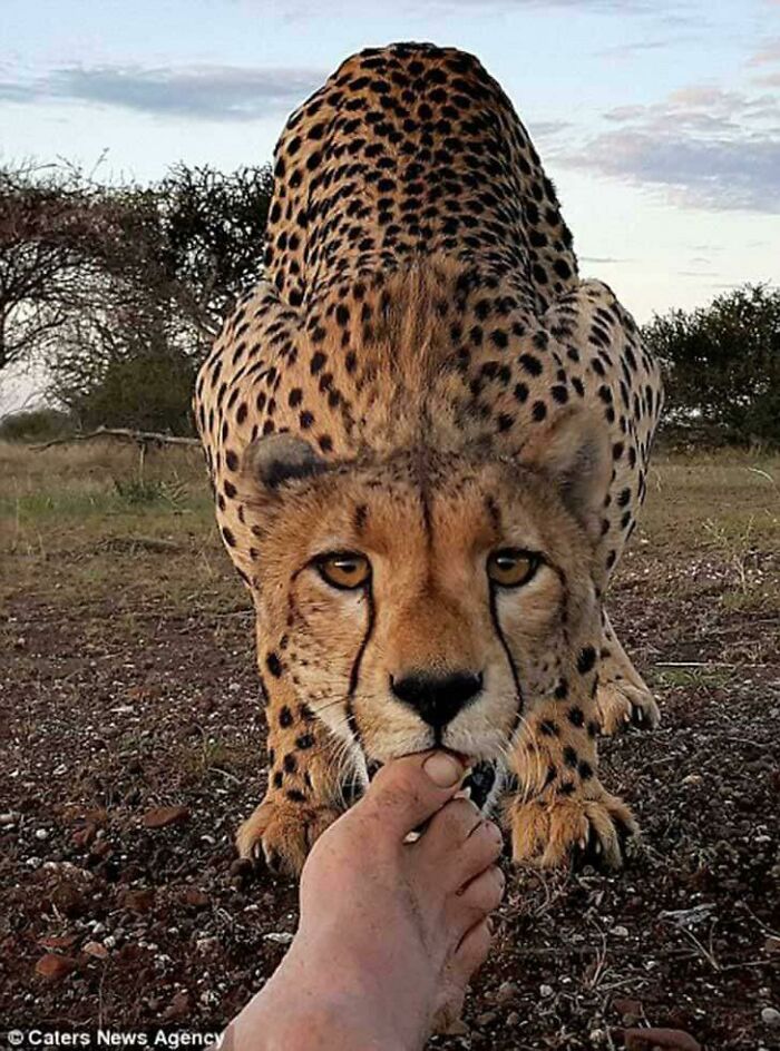 Cheetah Licks The Toe Of Photographer To Say Hi