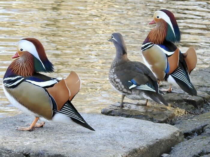 A Female Mandarin Duck With Her Two Male Bodyguards
