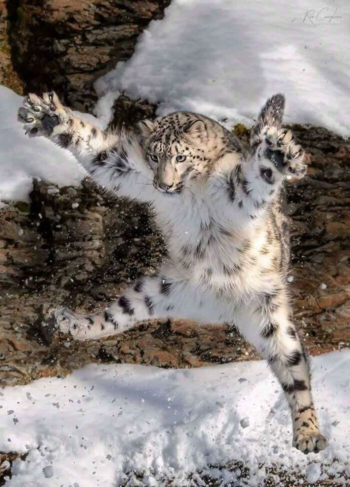Cute But Deadly Snow Leopard In Action