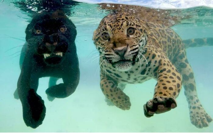 Swimming Jaguars