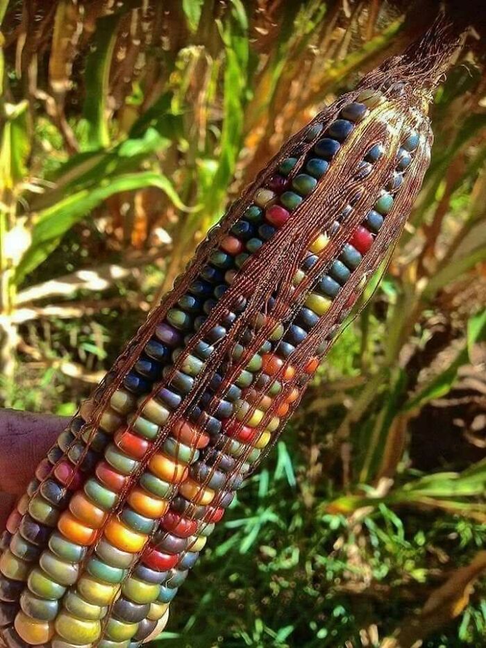 This Is The Most Beautiful Corn. It Is A Native American Variety Called "Glass Gem Corn" And Yes It Really Does Grow Like That