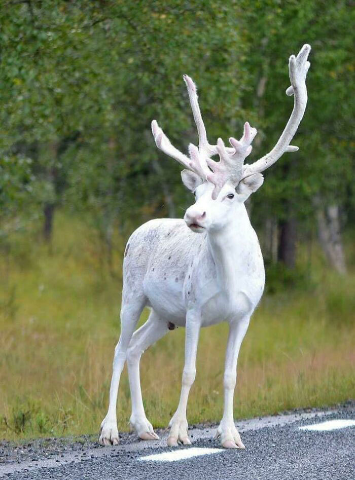 This Majestic Af White Reindeer