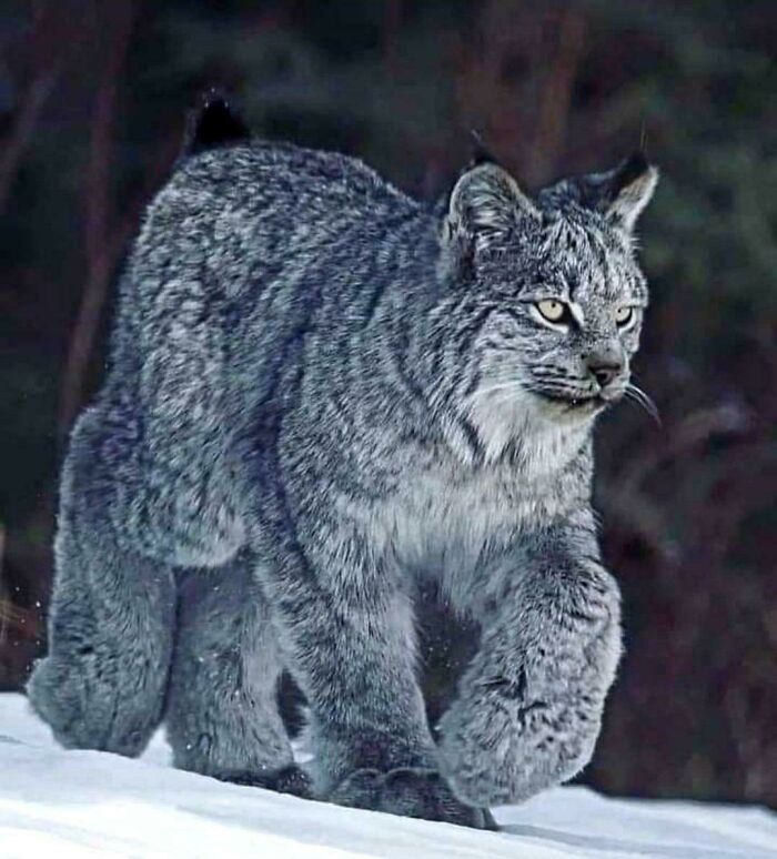 The Canadian Snow Lynx, Protected Under The Endangered Species Act