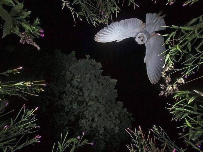 A Once In A Lifetime Shot Of An Owl