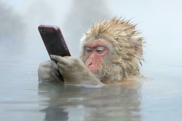 Japanese Macaque Has Fun After Snatching Someone’s Phone
