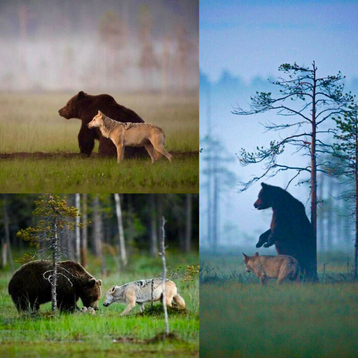 Brown Bear And Wolf Spotted Hunting Together And Sharing Spoils Over 10 Days In Finland/Photo Credit: Finnish Photographer Lassi Rautiainen