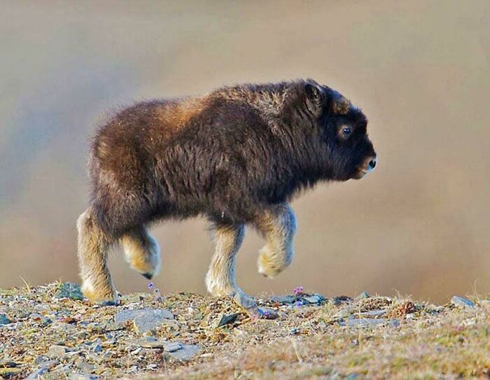 A Baby Bison
