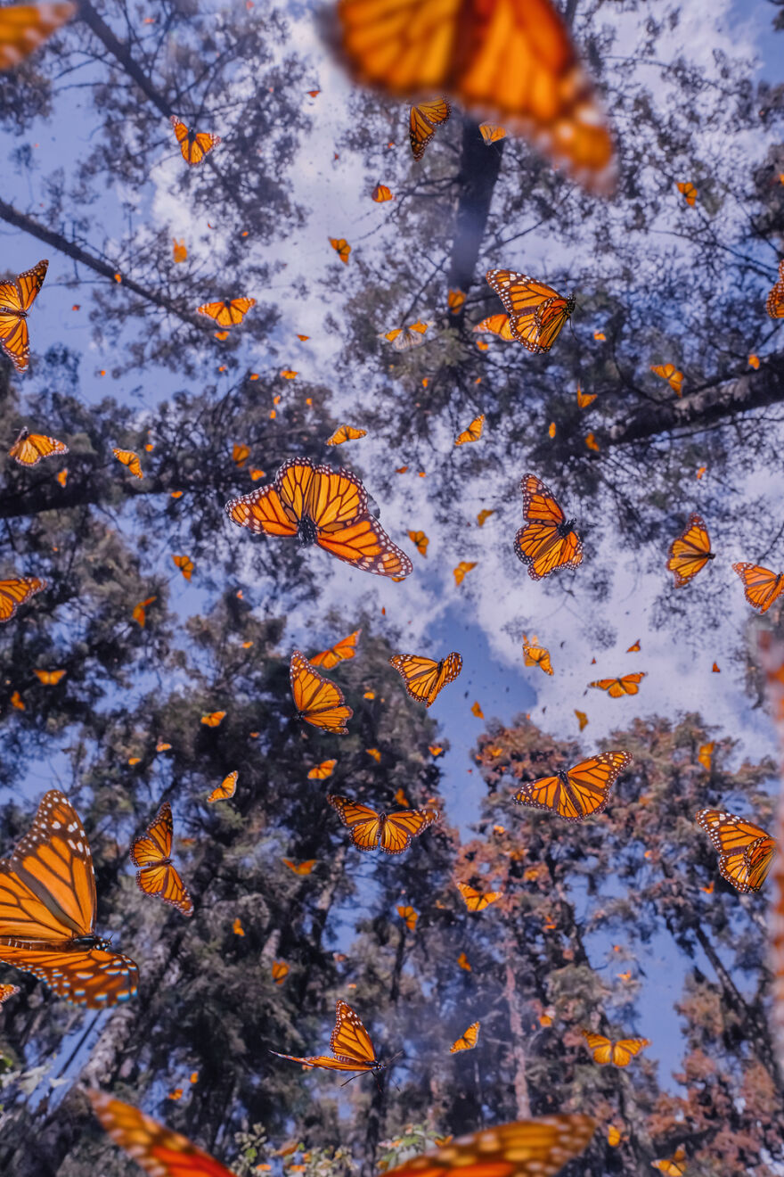 monarch butterfly migration wallpaper