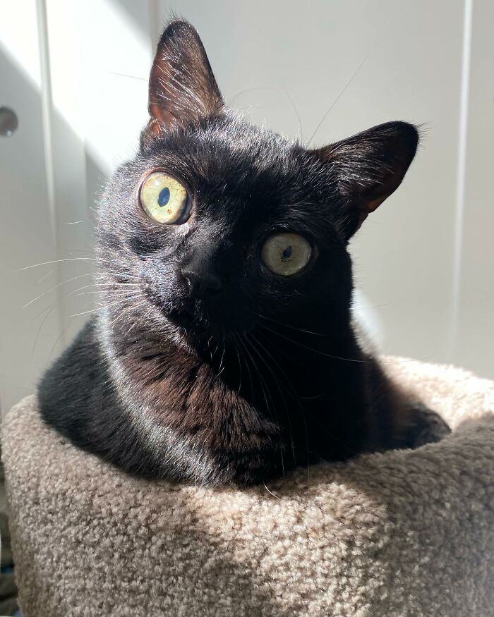 Black Cat With Huge Eyes And Paws Named Mayor Of Town Called Hell ...