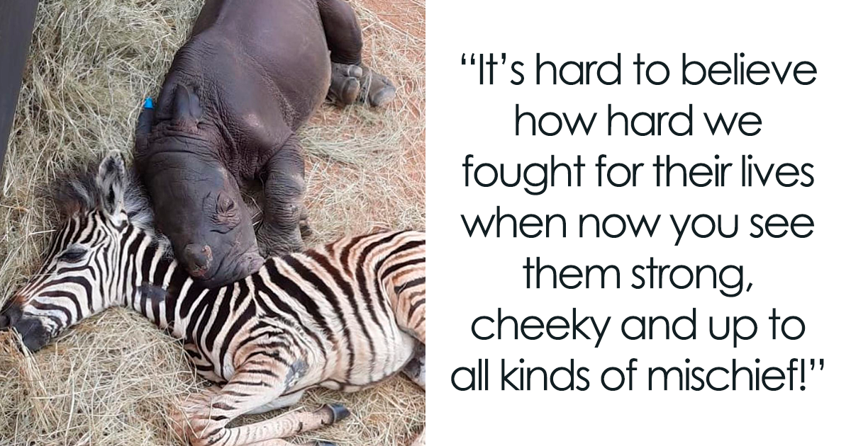 Orphaned Baby Zebra With Broken Leg Is Rescued Just In Time - The Dodo