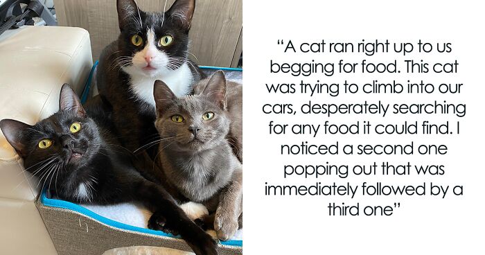 3 Cute Cats Were Thrown Away Like Garbage, Found New Family And Now Are Filling Their Home With Love And Joy