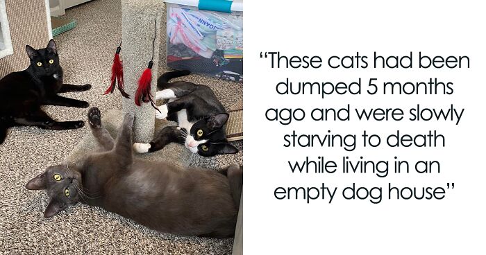 I Shared A Story Of How I Rescued 3 Cats From The Streets On Reddit, And They Got Adopted By A Loving Family From 4 States Away