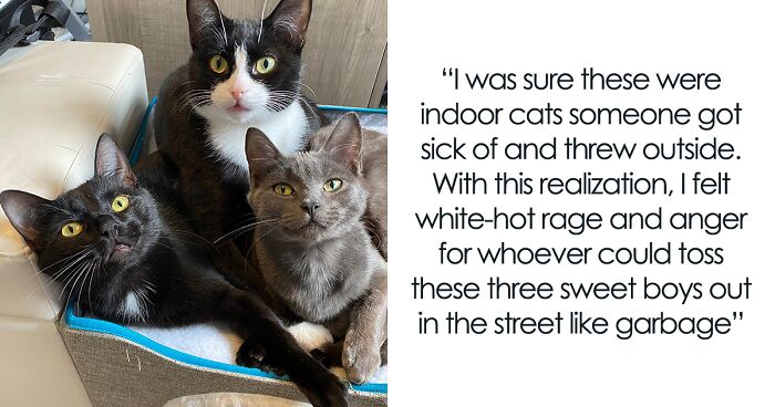 Someone Dumped These Cats To Slowly Starve In The Streets But We Helped Them Find A New Home