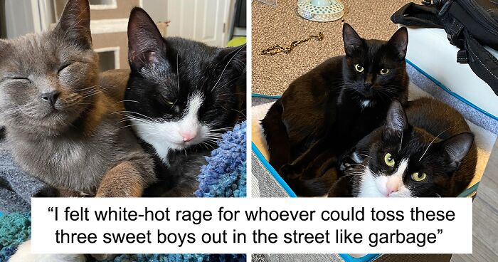 Three Starving Cats Got Rescued From The Streets, Were Welcomed By A New Loving Family