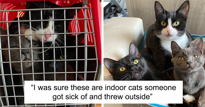 We Rescued Three Starving Cats From The Streets And Helped Them Find A New Loving Family