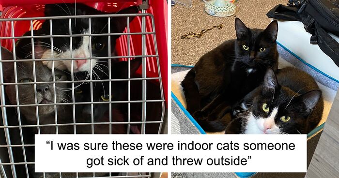 Three Starving Cats Experienced The Worst Mankind Had To Offer, Found A New Home