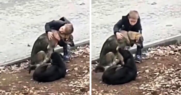 Little Boy Delays His Walk To School By Stopping To Pet And Hug Two Stray Pups