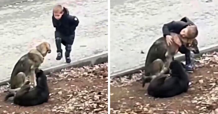 Boy Makes A Detour On His Way To School To Pet And Hug Two Stray Dogs, Warming The Hearts Of 500k People