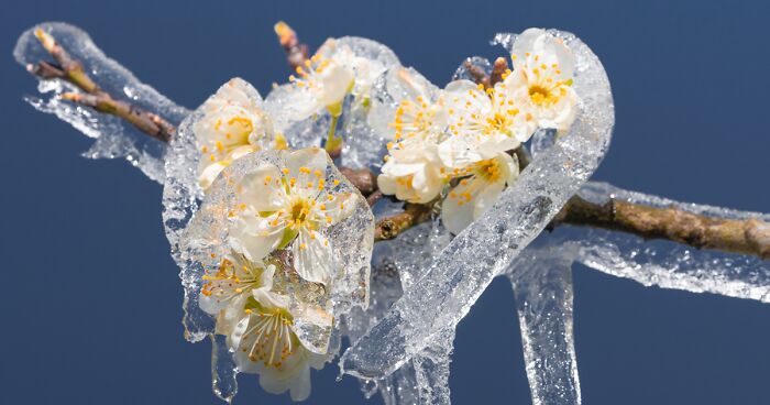 Since It's Spring Already, Here Are Some Close-Up Shots Of Frozen Flowers In The Netherlands (13 Pics)