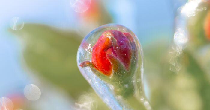 I Took Close-Up Photos Of Frozen Flowers In The Betuwe Area Of The Netherlands (13 Pics)