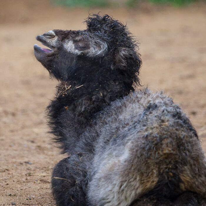 Meet A Rear Baby Bactrian Camel Born In Skopje Zoo (9 Pics)