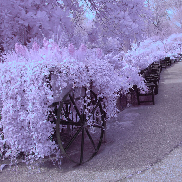 I Am A Newbie Infrared Photographer And Here Are Some Of My Best Pics So Far (15 Pics)